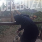 Justin Bieber playing with panda Atlanta zoo 2